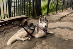 Lumi 2